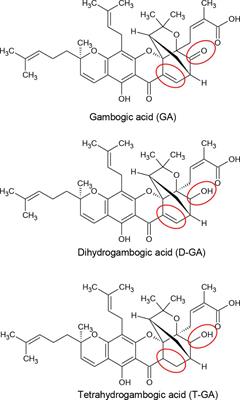 Gambogic Acid and Its Analogs Inhibit Gap Junctional Intercellular Communication